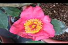 Camellia sp13.JPG